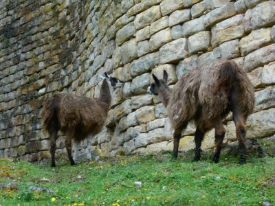 Llamas imported from southern Peru